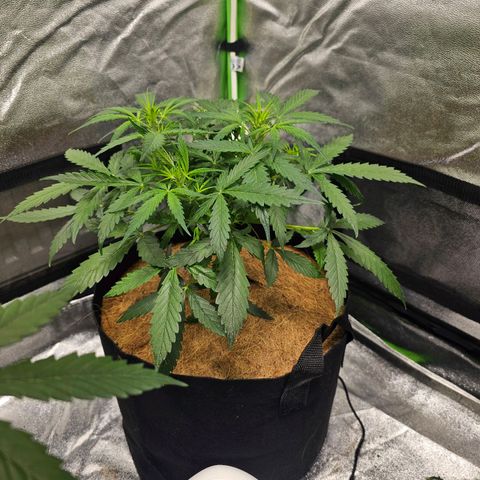 Super Lemon Haze Automatic growlog timeline photo