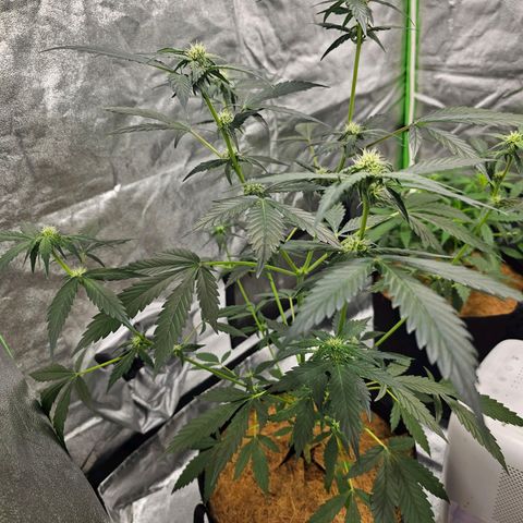 Super Lemon Haze Automatic growlog timeline photo