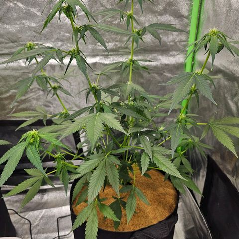 Super Lemon Haze Automatic growlog timeline photo