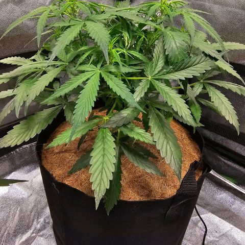 Super Lemon Haze Automatic growlog timeline photo