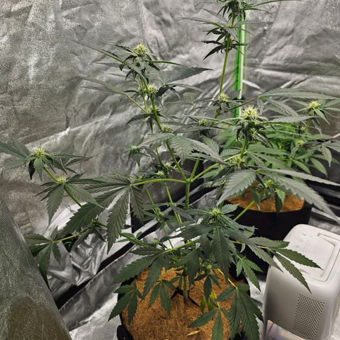Super Lemon Haze Automatic growlog timeline photo