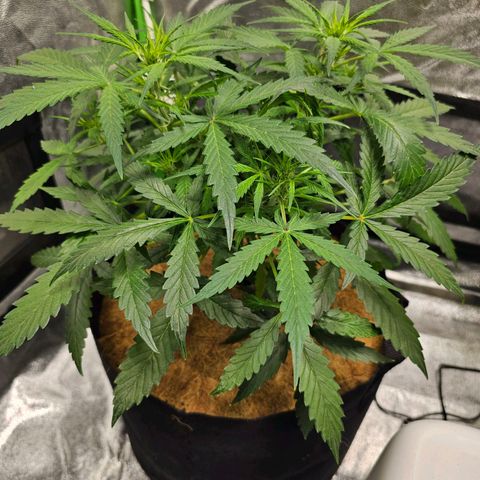 Super Lemon Haze Automatic growlog timeline photo