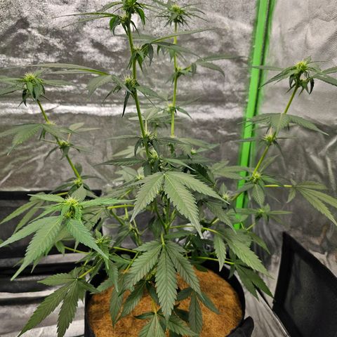 Super Lemon Haze Automatic growlog timeline photo