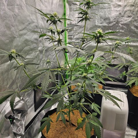 Super Lemon Haze Automatic growlog timeline photo