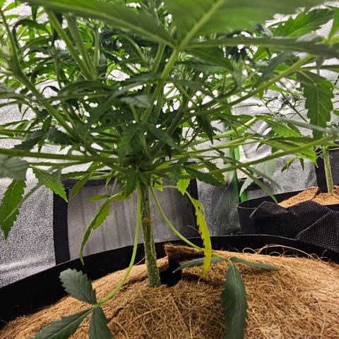 Super Lemon Haze Automatic growlog timeline photo