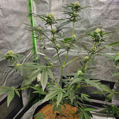 Super Lemon Haze Automatic growlog timeline photo