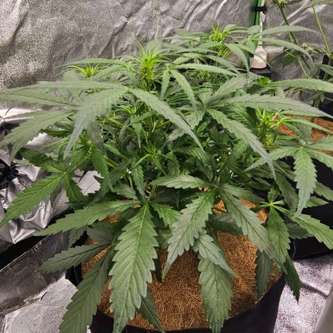 Super Lemon Haze Automatic growlog timeline photo