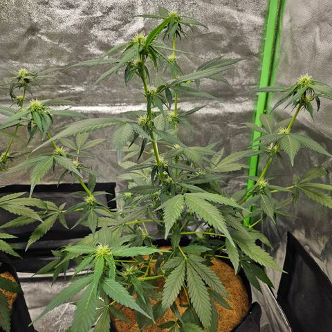 Super Lemon Haze Automatic growlog timeline photo