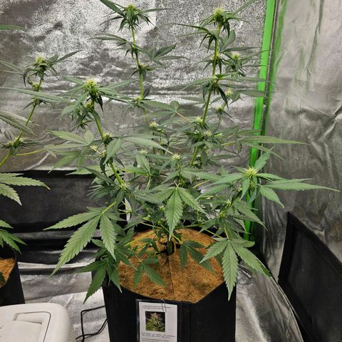 Super Lemon Haze Automatic growlog timeline photo
