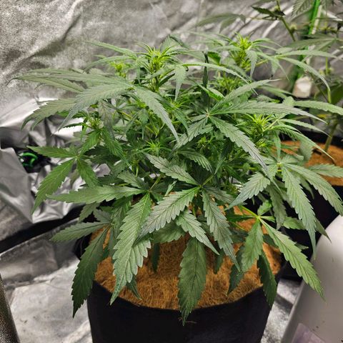 Super Lemon Haze Automatic growlog timeline photo