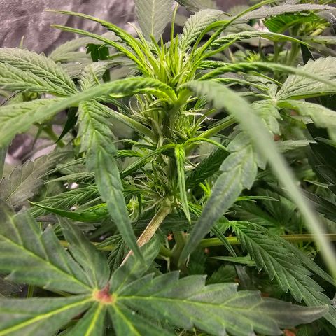Super Lemon Haze Automatic growlog timeline photo