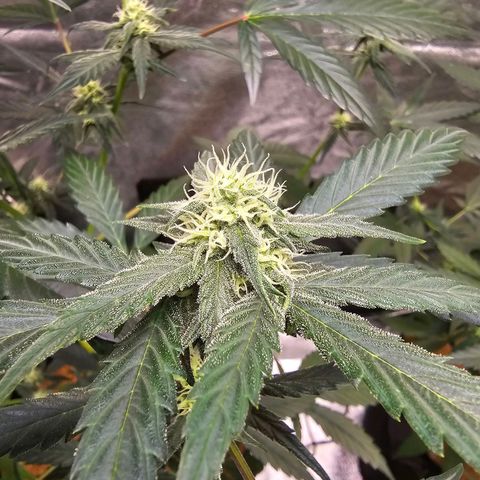 Super Lemon Haze Automatic growlog timeline photo