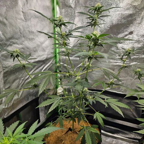 Super Lemon Haze Automatic growlog timeline photo