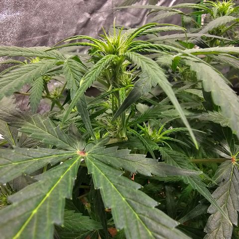 Super Lemon Haze Automatic growlog timeline photo
