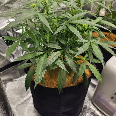 Super Lemon Haze Automatic growlog timeline photo