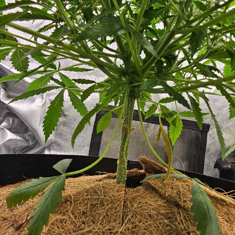 Super Lemon Haze Automatic growlog timeline photo