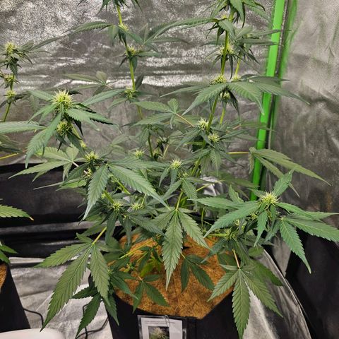Super Lemon Haze Automatic growlog timeline photo