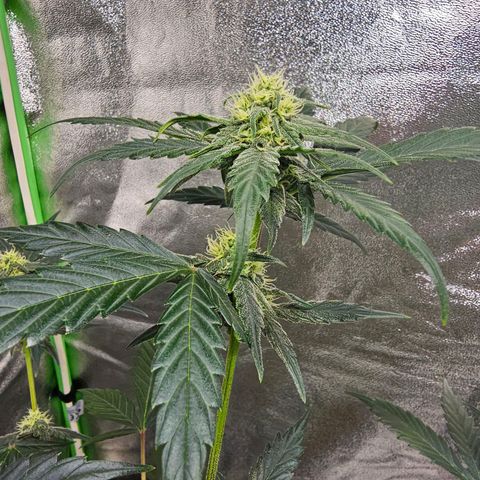 Super Lemon Haze Automatic growlog timeline photo