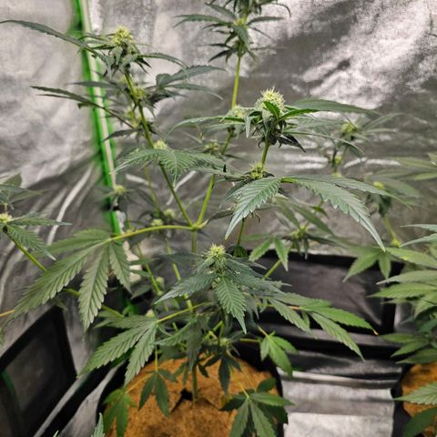 Super Lemon Haze Automatic growlog timeline photo