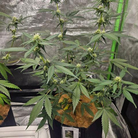 Super Lemon Haze Automatic growlog timeline photo