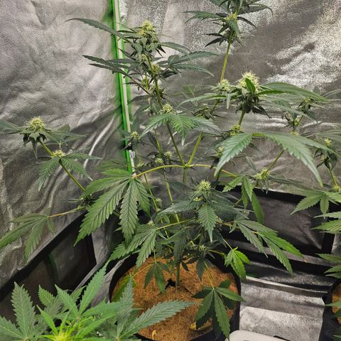 Super Lemon Haze Automatic growlog timeline photo