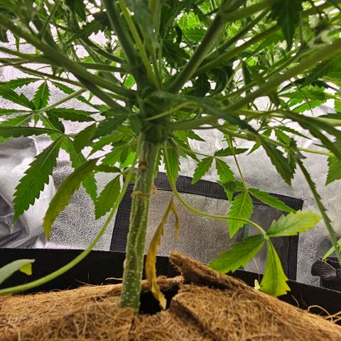 Super Lemon Haze Automatic growlog timeline photo