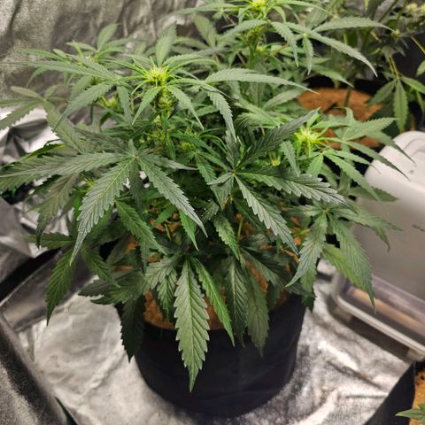 Super Lemon Haze Automatic growlog timeline photo