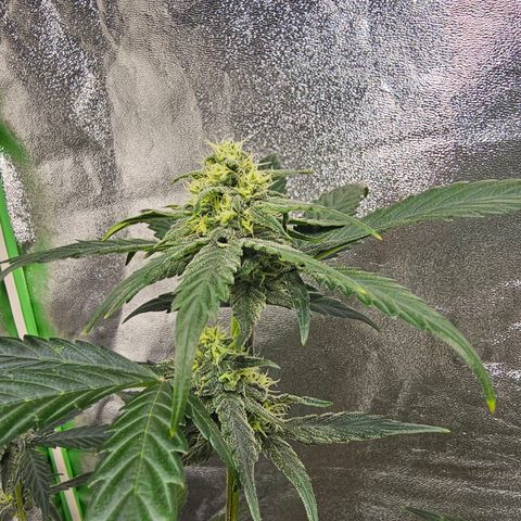 Super Lemon Haze Automatic growlog timeline photo