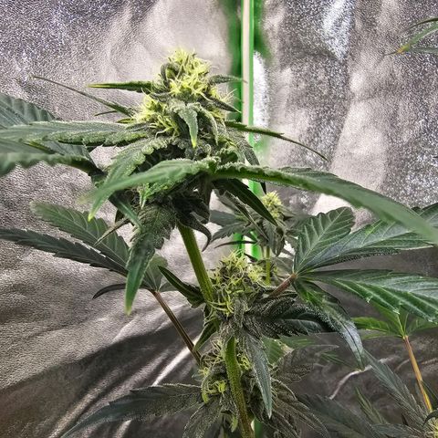 Super Lemon Haze Automatic growlog timeline photo