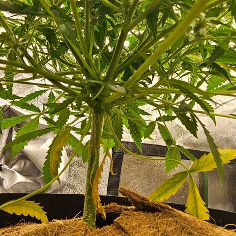 Super Lemon Haze Automatic growlog timeline photo