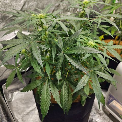 Super Lemon Haze Automatic growlog timeline photo