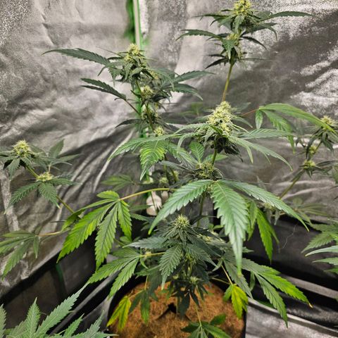 Super Lemon Haze Automatic growlog timeline photo