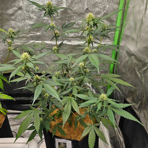 Super Lemon Haze Automatic growlog timeline photo