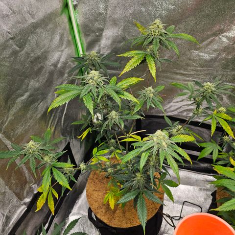 Super Lemon Haze Automatic growlog timeline photo