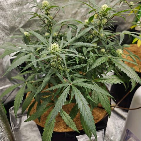 Super Lemon Haze Automatic growlog timeline photo