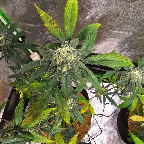 Super Lemon Haze Automatic growlog timeline photo