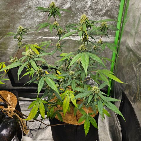 Super Lemon Haze Automatic growlog timeline photo