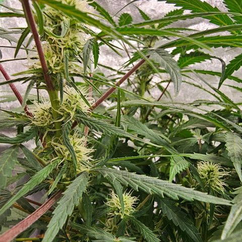 Super Lemon Haze Automatic growlog timeline photo