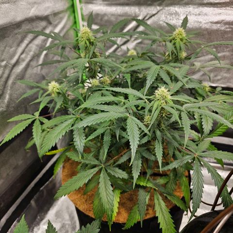 Super Lemon Haze Automatic growlog timeline photo
