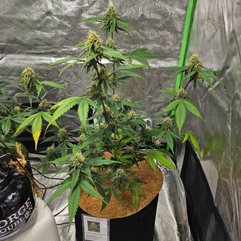 Super Lemon Haze Automatic growlog timeline photo