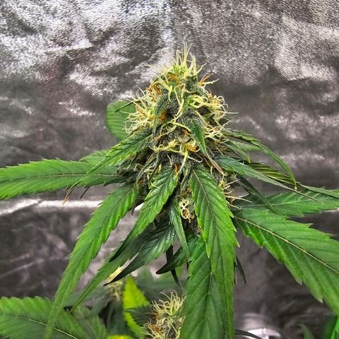 Super Lemon Haze Automatic growlog timeline photo