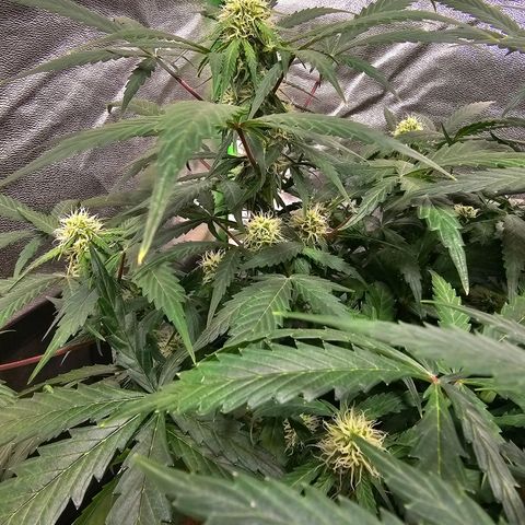 Super Lemon Haze Automatic growlog timeline photo