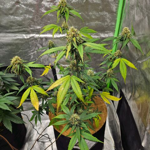 Super Lemon Haze Automatic growlog timeline photo