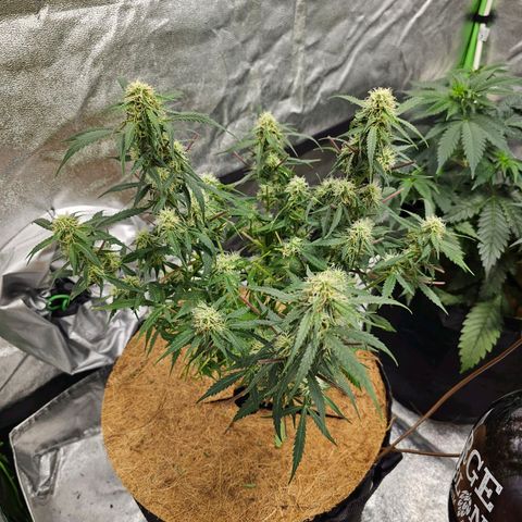 Super Lemon Haze Automatic growlog timeline photo