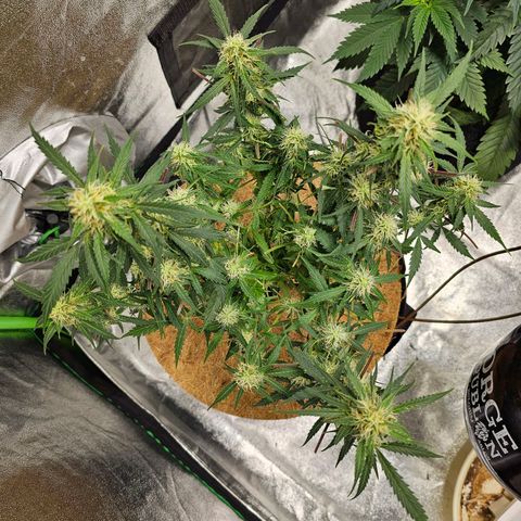 Super Lemon Haze Automatic growlog timeline photo