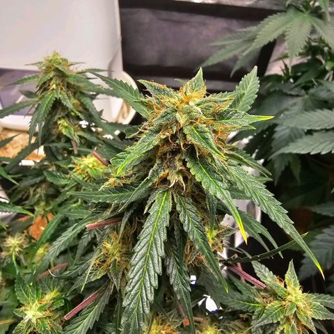 Super Lemon Haze Automatic growlog timeline photo