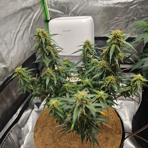 Super Lemon Haze Automatic growlog timeline photo