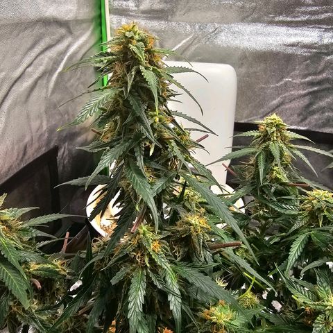 Super Lemon Haze Automatic growlog timeline photo