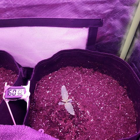 Sweet Skunk Auto #1 growlog timeline photo