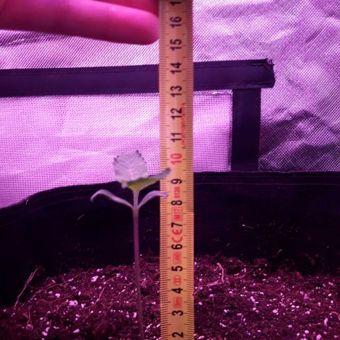 Sweet Skunk Auto #1 growlog timeline photo